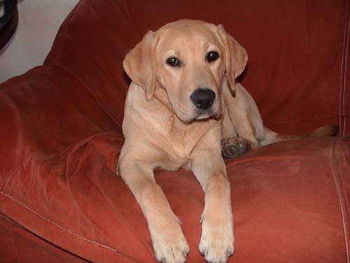 Topaze à 5 mois - Labrador Retriever (5 mois)