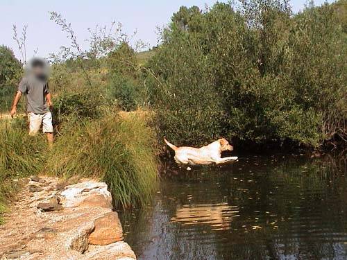Topaze dans une rivière du Portugal - Labrador Retriever