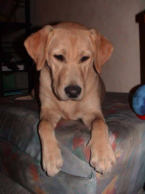 Topaze sur le pouf - Labrador Retriever