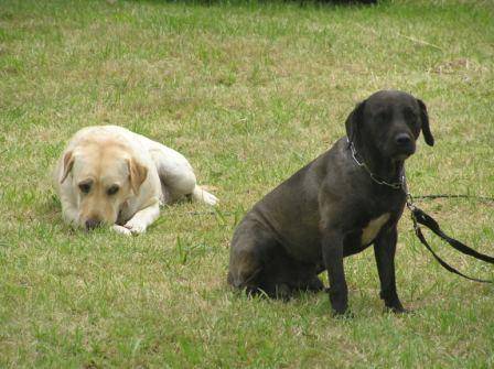 Xena et hercule - Labrador Retriever