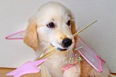 lola - Labrador Retriever (1 mois)