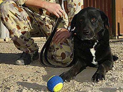 Treo, chien renifleur pendant la guerre d’Afghanistan