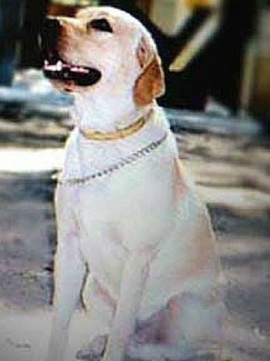 Zanjeer, le chien qui a évité 3 attentats à Mumbai