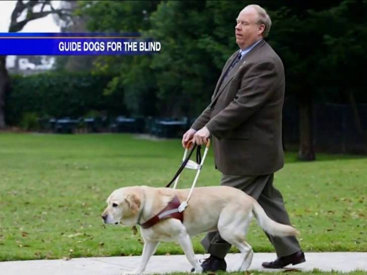 Roselle, chien guide d’aveugle au cœur du World Trade Center le 11 septembre