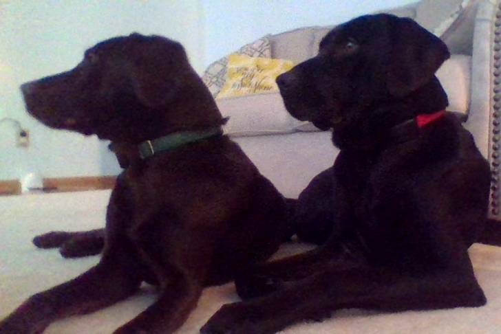 Gema (Left) Gage (Right) - Labrador Retriever Mâle (6 ans)