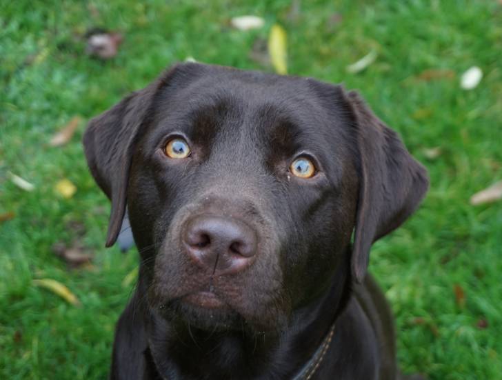 Un Labrador noir aux yeux ambre