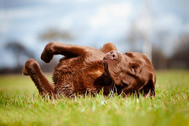 Un Labrador Retriever en train de se rouler dans l'herbe