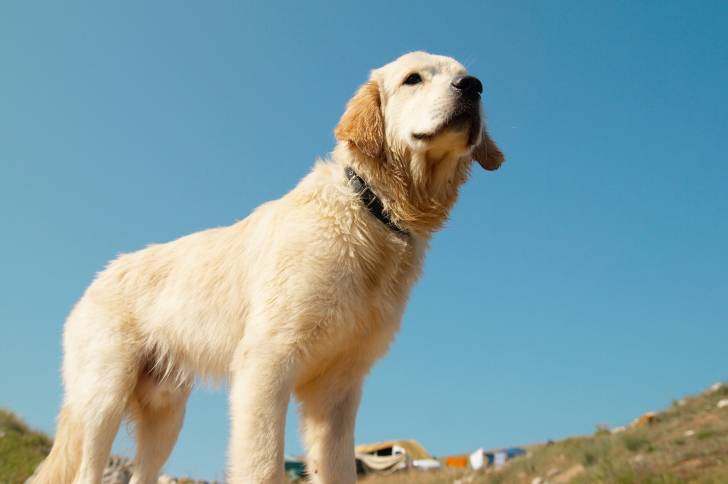 Photo Labrador Retriever