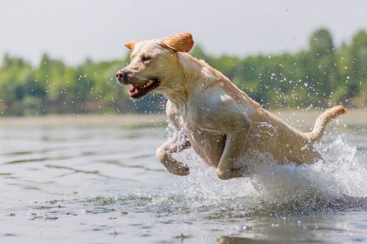 Un Labrador en train de courir dans un lac