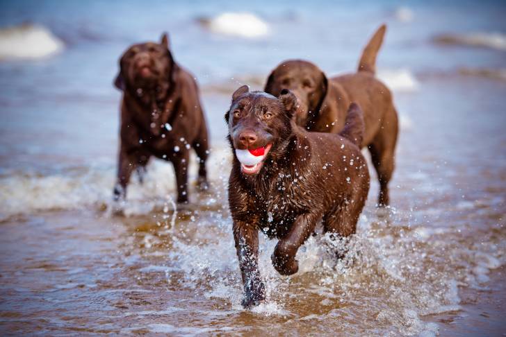 Trois chiens Labradors jouents dans la mer avec une balle