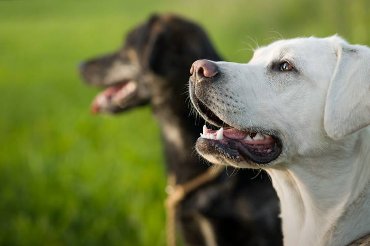 Un Labrador blanc accompagné d'un chien noir