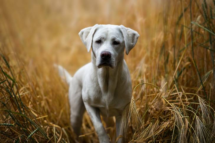 Un Labrador blanc jouant dans un champ de blé