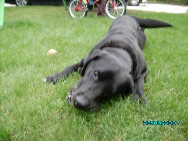Popeye - Labrador Retriever Mâle (8 mois)
