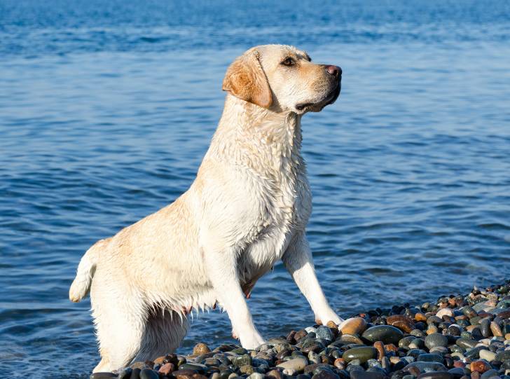 Un Labrador sort de la mer