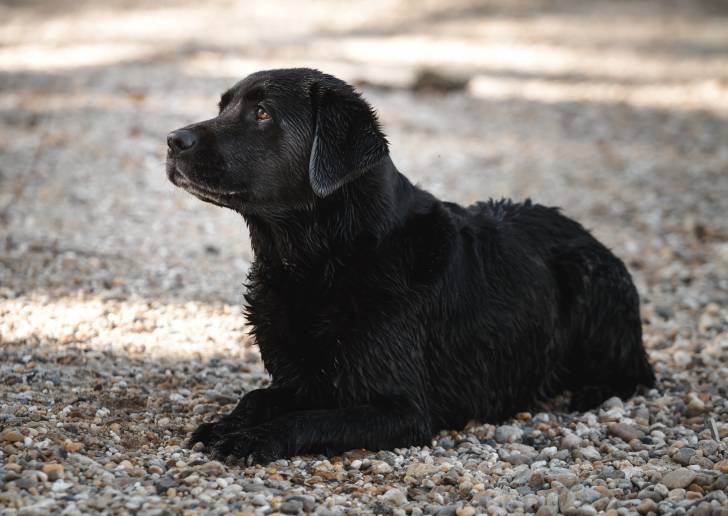 Un Labrador noir assis sur un sol de graviers
