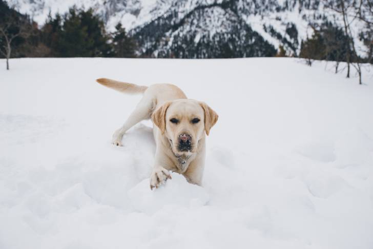 Un Labrador blanc jouant dans la neige