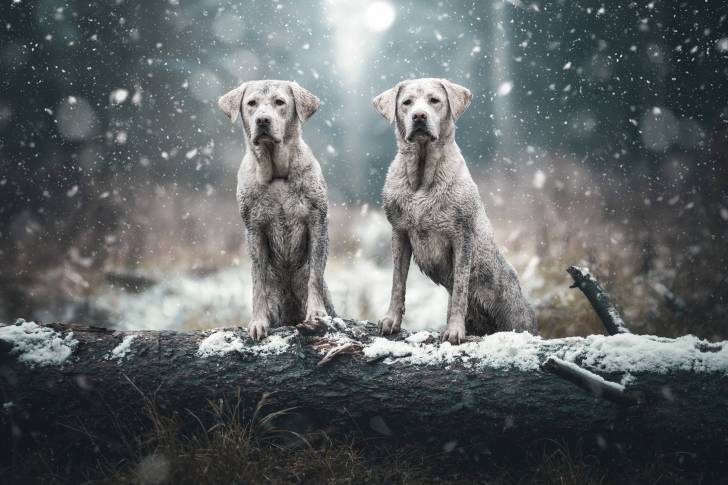 Deux Labradors noirs couverts de neige se tiennent debout sur un tronc d'arbre