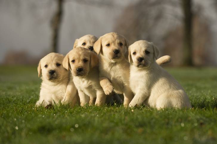 Cinq chiots Labradors blancs assis dans l'herbe