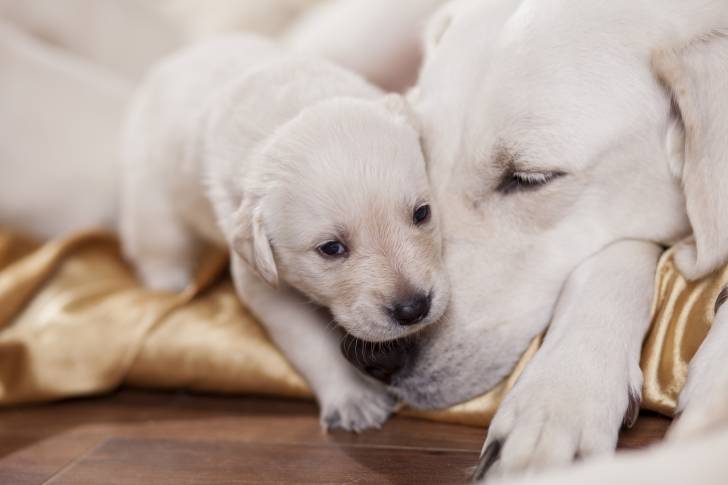 Une chienne Labrador et son petit