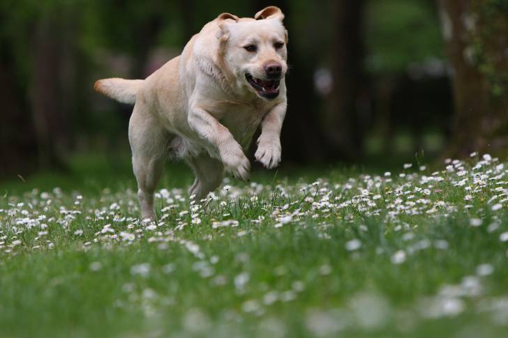 Un Labrador Retriever blanc court dans un champ de fleurs