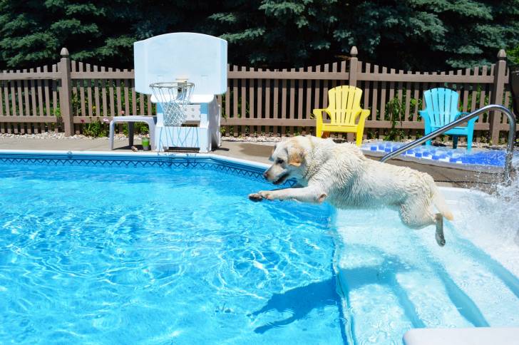 Un Labrador blanc bondit dans une piscine