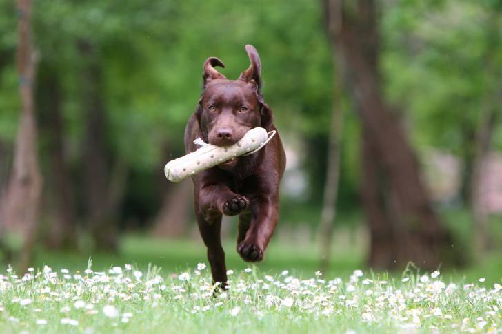Un Labrador chocolat court en tenant un jouet dans sa gueule