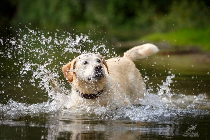 Un Labrador nage dans un lac