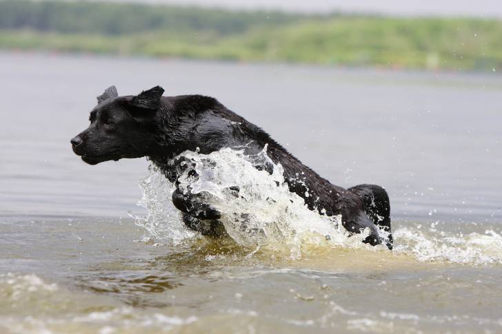 Un Labrador noir bondit dans l'eau d'une rivière