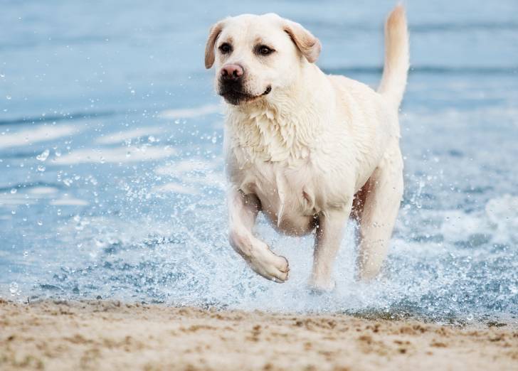 Un Labrador blanc se baigne dans la mer
