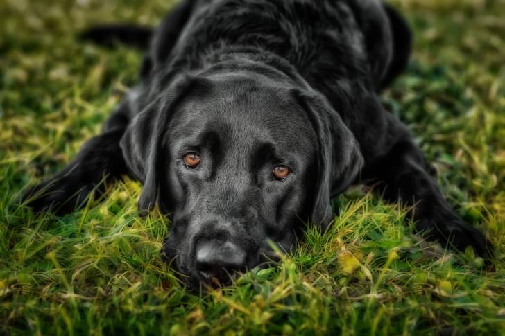 Un Labrador noir aux yeux marron allongé dans l'herbe
