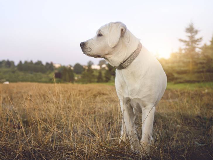 Photo Labrador Retriever