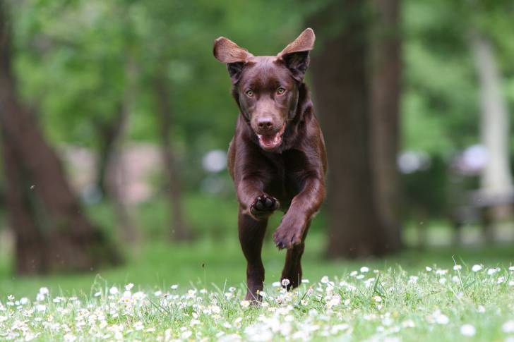 Un Labrador couleur chocolat court dans un champ de fleurs