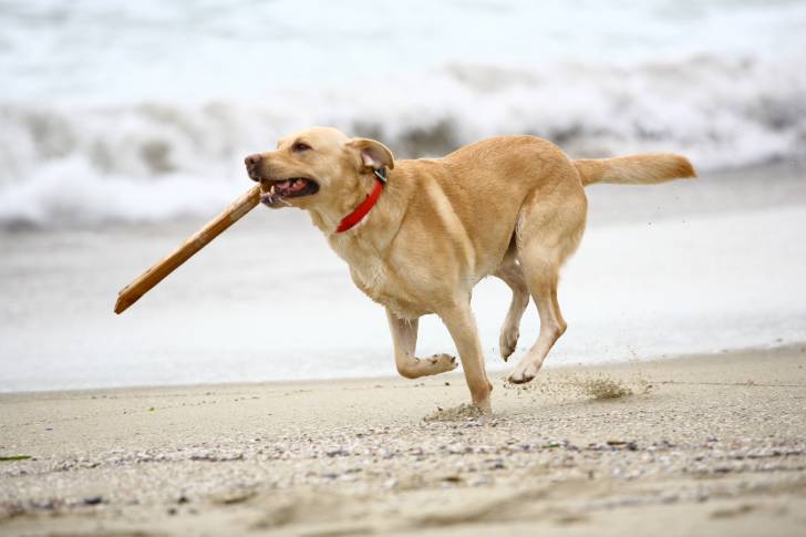 Un Labrador court avec un bâton dans la gueule