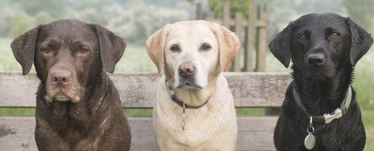 Trois Labradors marron, blanc et noir