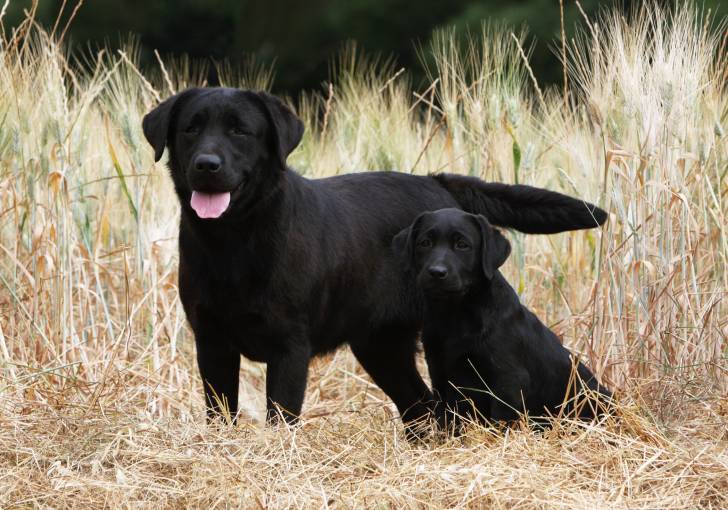 Deux labradors noirs à coté au milieu des hautes herbes.