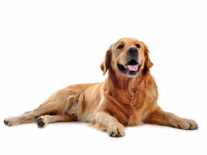 Un Labrador Retriever roux allongé sur fond blanc