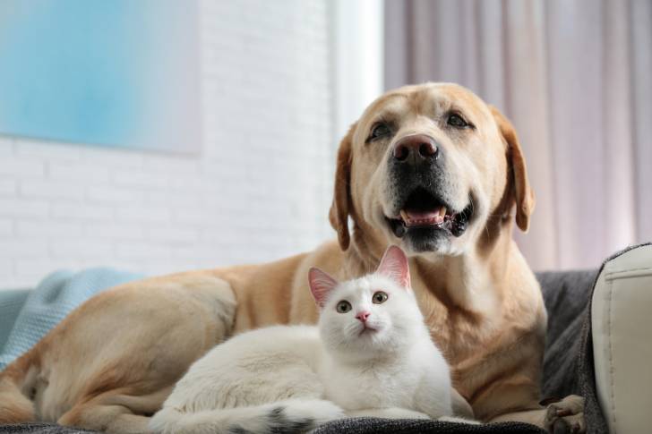 Un Labrador Retriever allongé à côté d'un chat