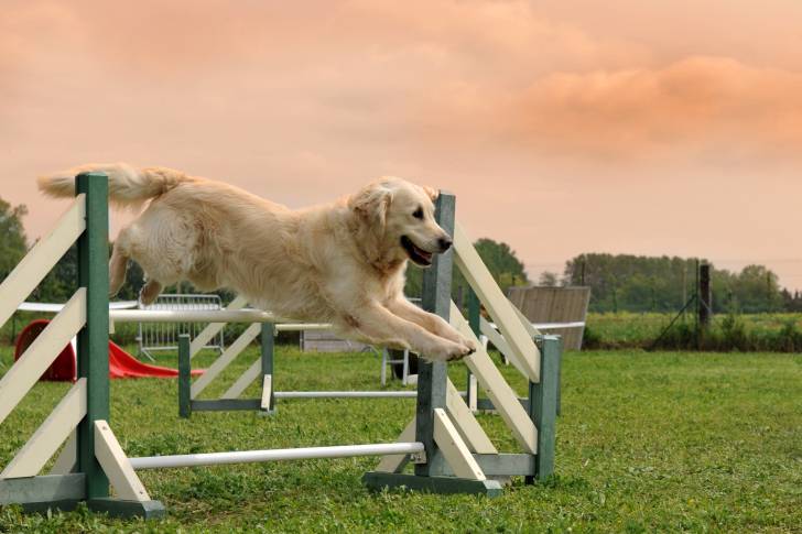 Un Labrador Retriever en train de sauter par dessus un obstacle