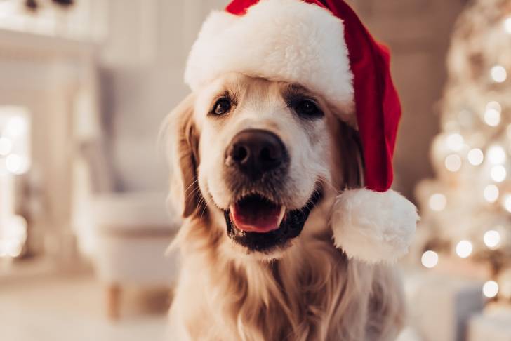 Un Labrador Retriever avec un bonnet de Noel