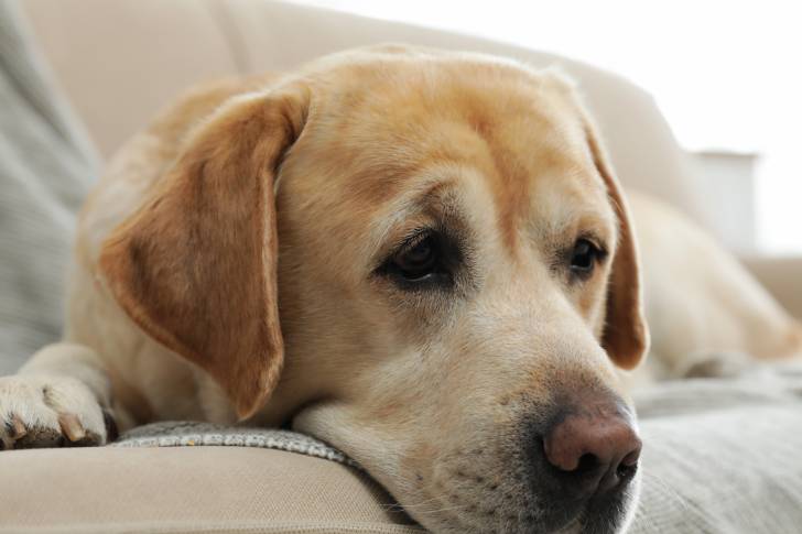 Un Labrador Retriever allongé sur un canapé