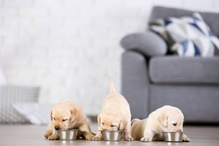 Des chiots Labrador Retriever en train de manger