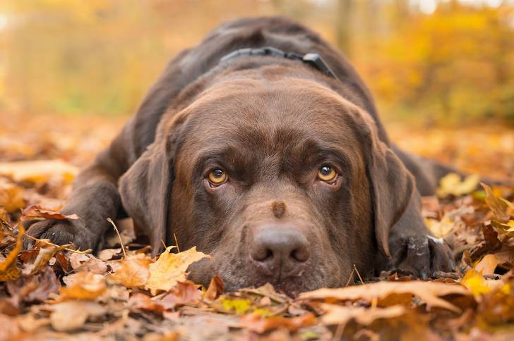 Un Labrador Retriever allongé sur des feuilles d'automne