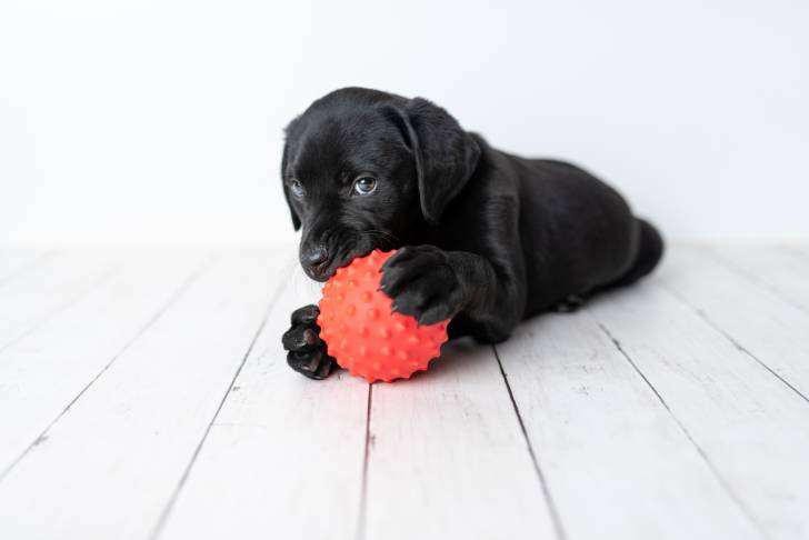 Un chiot Labrador Retriever en train de jouer avec une balle en plastique