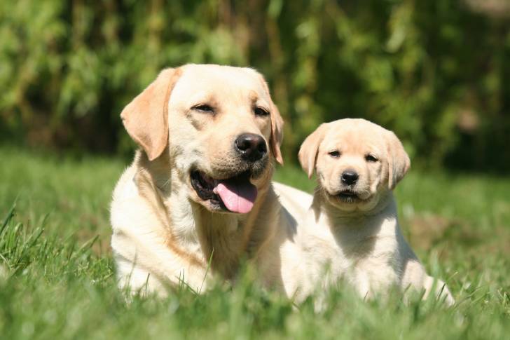 Un Labrador adulte et son chiot allongé dans l'herbe