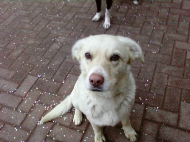Chipie - Labrador Retriever (9 mois)