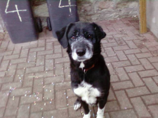 Chaussette - Labrador Retriever (9 mois)