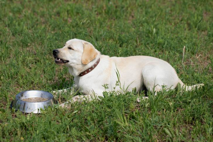 Un Labrador allongé dans l'herbe avec sa gamelle devant lui