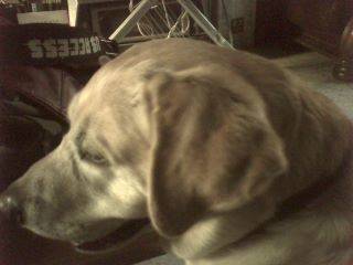 Billy - Labrador Retriever Mâle (10 mois)