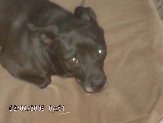 Blacky - Labrador Retriever Mâle (4 mois)