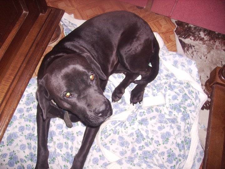venus - Labrador Retriever (6 ans)